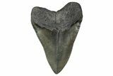 Fossil Megalodon Tooth - South Carolina #358960-2